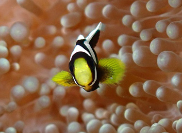 石垣島/石垣の熱帯魚